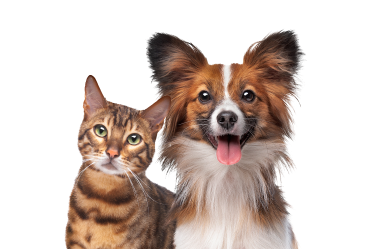 Gato e Cachorro