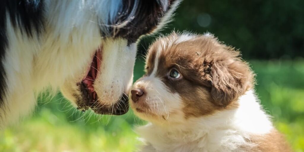 Benefícios da Castração e Esterilização