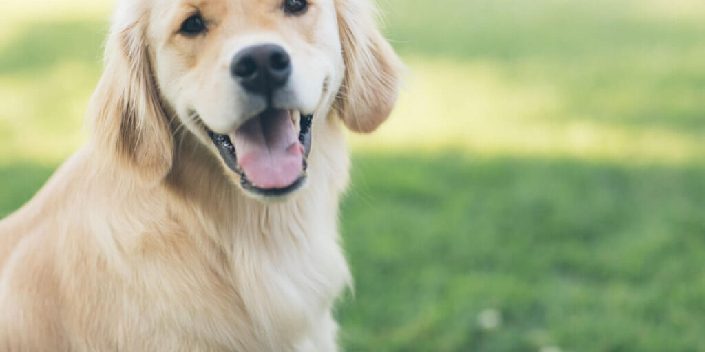 Sinais de Emergência em Cães e Gatos