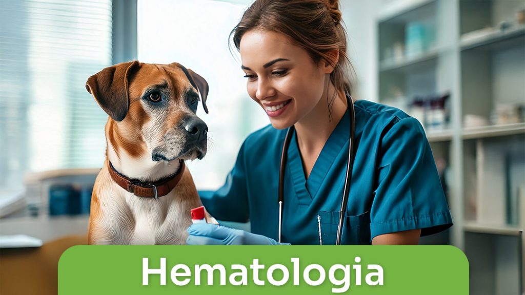 Hematologia
