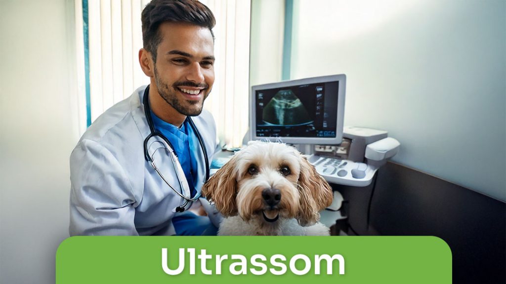 Ultrassom
