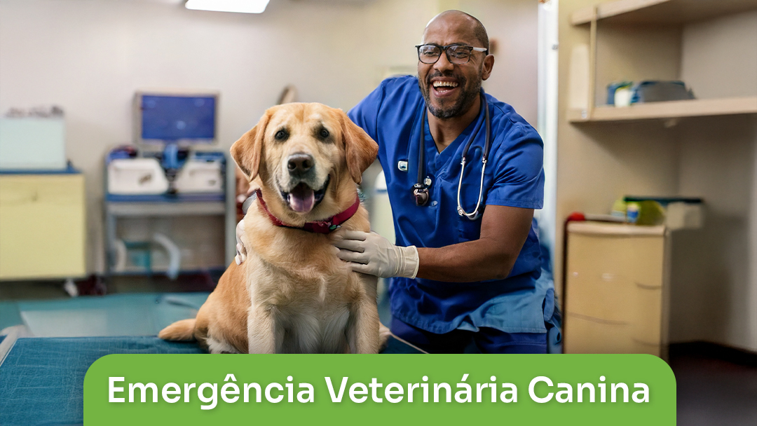 Emergência Veterinária Canina
